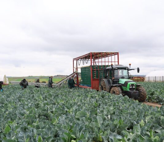 Kalafior na różne terminy produkcji kalafior zbiór