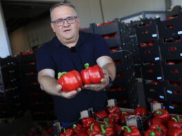 Papryka 2026: sezon jeszcze trwa. Paweł Myziak o cenach, jakości i nowych odmianach