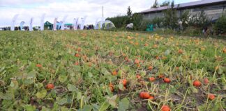 Jak nawozić dynię? Program zastosowany na poletkach w Więcławicach Poletka odmianowe dyń firmy Argenta