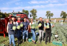 Nowe kapusty na trudniejsze warunki i pod wymagania rynku. Bejo pokazało je w Charsznicy Na poletku odmian kapusty z firmy Bejo podczas Małopolskich Dni Kapusty