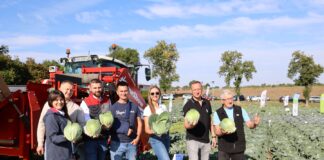 Nowe kapusty na trudniejsze warunki i pod wymagania rynku. Bejo pokazało je w Charsznicy Na poletku odmian kapusty z firmy Bejo podczas Małopolskich Dni Kapusty