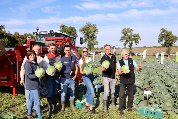 bejo_odmiany_A66A0170 Na poletku odmian kapusty z firmy Bejo podczas Małopolskich Dni Kapusty