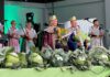 Kapusta ważyła prawie 20 kg! Novoton wygrywa konkurs w Charsznicy