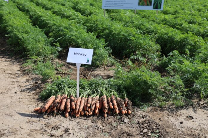 dni_warzyw_kriszwica_A66A9698 Plantacja marchwi odmiany Norway F1