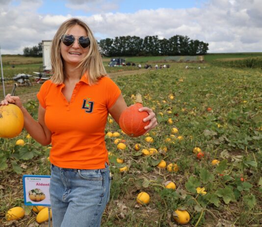 Dynie Sakata w ekologicznej uprawie. Od wczesnej Mieluny F1 po odmiany na Halloween