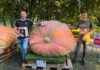 Największa dynia w Polsce waży ponad 900 kilogramów! dynia