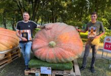 Największa dynia w Polsce waży ponad 900 kilogramów! dynia