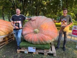Największa dynia w Polsce waży ponad 900 kilogramów! dynia