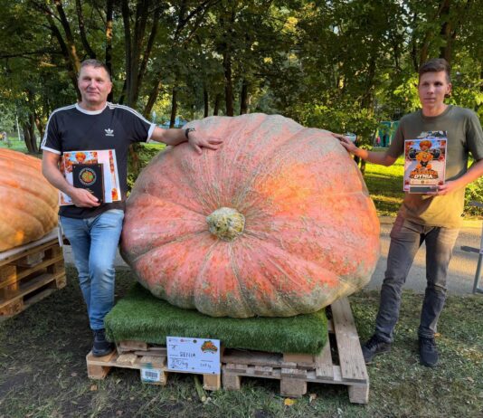 Największa dynia w Polsce waży ponad 900 kilogramów! dynia