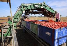 Kończą się zbiory pomidorów gruntowych w Europie. Sezon poniżej oczekiwań zbiory pomidorów