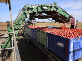 Kończą się zbiory pomidorów gruntowych w Europie. Sezon poniżej oczekiwań zbiory pomidorów