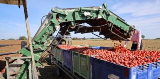 Kończą się zbiory pomidorów gruntowych w Europie. Sezon poniżej oczekiwań zbiory pomidorów