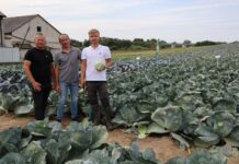Kapusta odporna na dwie rasy Fusarium i mniej uszkadzana przez wciornastki. Nowości Rijk Zwaan