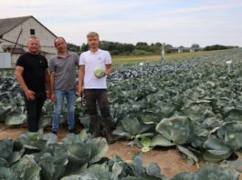 Kapusta odporna na dwie rasy Fusarium i mniej uszkadzana przez wciornastki. Nowości Rijk Zwaan