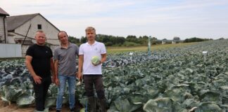 Kapusta odporna na dwie rasy Fusarium i mniej uszkadzana przez wciornastki. Nowości Rijk Zwaan