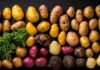 Fruit Attraction 2026 rozpoczęte. 2500 wystawców i ziemniak w centrum uwagi